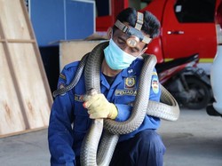 Abah Rizal, Sang Penakluk Ular dari Damkar Purwakarta