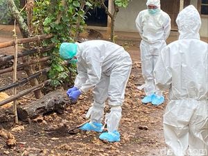 Upaya Pengobatan yang Diberikan Kemenkes untuk Cegah Antraks Meluas