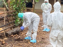 Brandu, Tradisi Beli Sapi Mati yang Disebut Picu Antraks di Gunungkidul