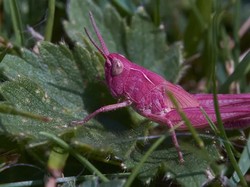 Penemuan Langka Belalang Pink di Kebun Dahlia, Pigmennya Beda karena Ini