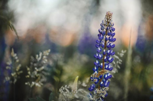 Bunga Lupinus