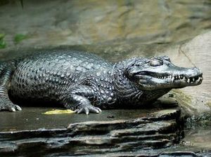 Black Caiman Monster dari Amazon, Anakonda Lewat Black Caiman Monster dari Amazon, Anakonda Lewat