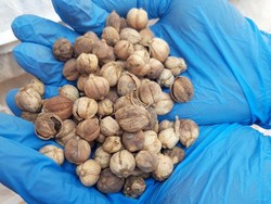 Ekspor Kapulaga asal Sumut Tembus Rp 18,5 Miliar