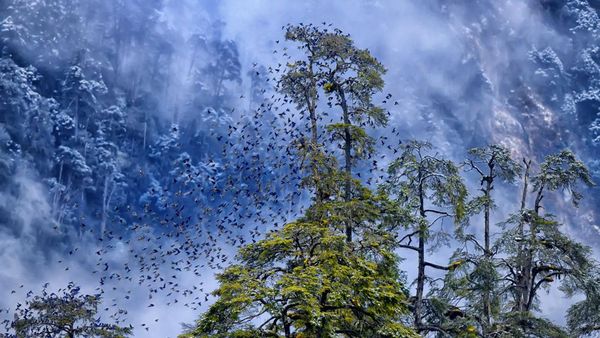 Kompetisi Fotografi Kelestarian Alam, Satu Objek Petaka Rob dari Indonesia