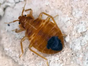 Waspada Kutu Busuk di Kasur Hotel! Waspada Kutu Busuk di Kasur Hotel!