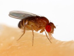10 Hewan Terkecil di Dunia, Ada yang Berukuran 0,5 mm