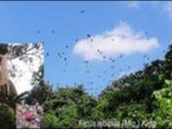 Melihat Rumah Kalong di Cagar Alam Manggis Gadungan