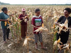 Menakar Kegagalan Food Estate Menakar Kegagalan Food Estate