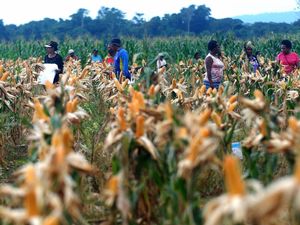 Beredar Kabar Food Estate Dipindah dari Kalimantan ke Papua, Ini Kata Nusron