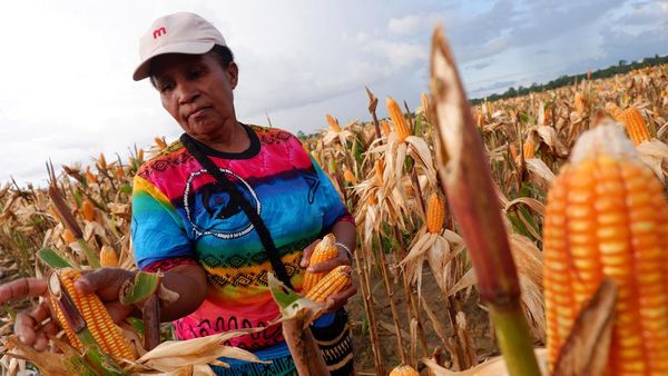 Potret Panen Jagung Perdana di Food Estate Papua