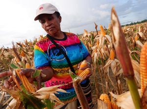 Beda Pandangan Anies-Prabowo soal Food Estate