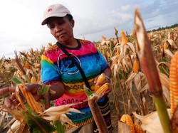Beda Pandangan Anies-Prabowo soal Food Estate