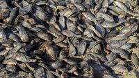 Ribuan Ikan Mati Misterius di Sungai Irak