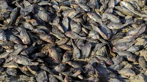 Ribuan Ikan Mati Misterius di Sungai Irak