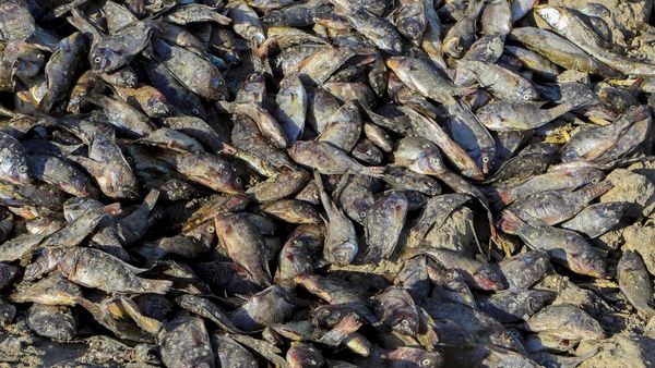 Ribuan Ikan Mati Misterius di Sungai Irak