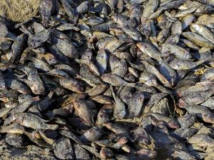 Ribuan Ikan Mati Misterius di Sungai Irak Ribuan Ikan Mati Misterius di Sungai Irak