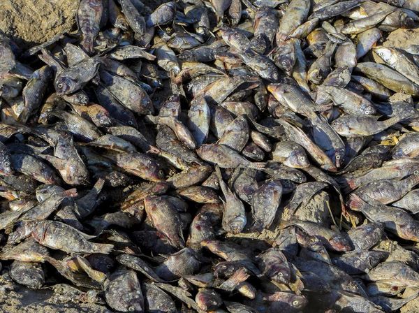 Ribuan Ikan Mati Misterius di Sungai Irak