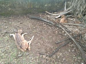 Misteri Matinya 28 Rusa Kompleks BUMN Digigit Anjing Liar, Kena Rabies? Misteri Matinya 28 Rusa Kompleks BUMN Digigit Anjing Liar, Kena Rabies?