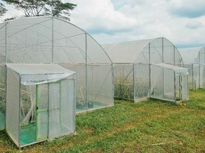 Mau Budi Daya Melon? Ini Rekomendasi Plastik UV untuk Bangun Greenhouse
