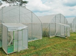Mau Budi Daya Melon? Ini Rekomendasi Plastik UV untuk Bangun Greenhouse