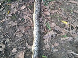 Amuk Warga Berujung Bakar Ular Piton 8 Meter Pemangsa Bocah hingga Tewas