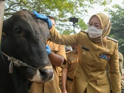 Antisipasi Antraks, Pemkab Purwakarta Perketat Lalu Lintas Hewan Ternak