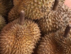 Sempat Dibahas Luhut, Ekspor Durian RI Tembus Rp 815 Juta