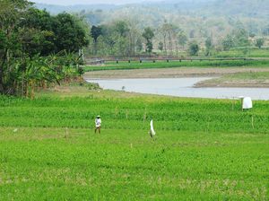 Tangkal Dampak El Nino, Pemerintah Siapkan 500 Ribu Ha Lahan