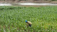 Warga Boyolali Manfaatkan Sungai yang Mengering untuk Bercocok Tanam