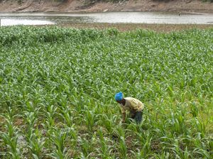 Warga Boyolali Manfaatkan Sungai yang Mengering untuk Bercocok Tanam