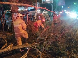 Pohon Tumbang di Kota Batu Timpa 2 Motor, 4 Orang Dilarikan ke Rumah Sakit