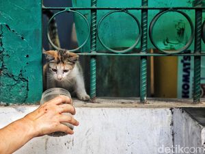 12 Cara Mengusir Kucing dari Rumah atau Halaman Tanpa Menyakiti 12 Cara Mengusir Kucing dari Rumah atau Halaman Tanpa Menyakiti