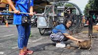Kucing Kampung di Stasiun Gondangdia Dirazia untuk Divaksinasi