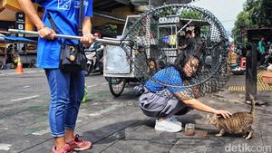 Kucing Kampung di Stasiun Gondangdia Dirazia untuk Divaksinasi