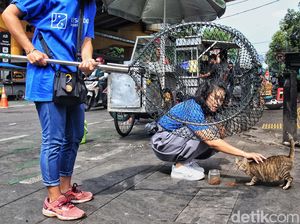 Kucing Kampung di Stasiun Gondangdia Dirazia untuk Divaksinasi