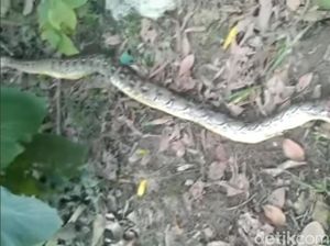 Bocah Tewas Dililit-Diterkam Piton Tambah Daftar Orang Dimakan Ular di Muna Bocah Tewas Dililit-Diterkam Piton Tambah Daftar Orang Dimakan Ular di Muna