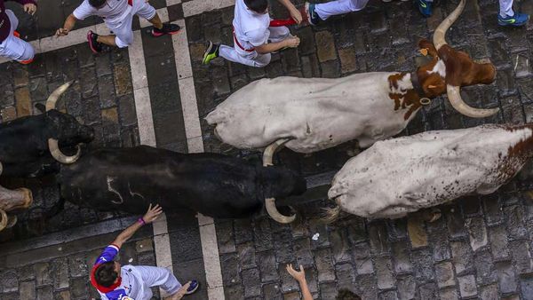 Beradu Lari dengan Banteng Liar di Festival San Fermin