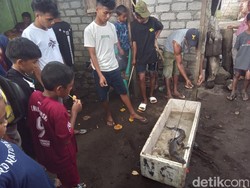 Geger! Buaya Muncul di Belakang Rumah Wakil Wali Kota Tidore Kepulauan