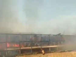 Kebakaran Kandang Ternak di Bojonegoro, 25 Ribu Ayam Mati Terpanggang