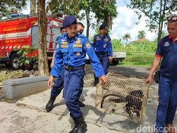 Unyil dan Cerita Damkar Ciamis Evakuasi Kukang-Lutung di Rumah Warga