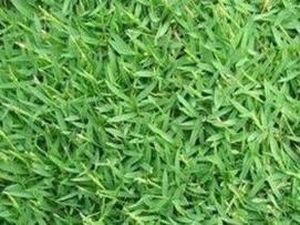 Rumput Sintetis: Jenis, Cara Perawatan, Kekurangan dan Kelebihan