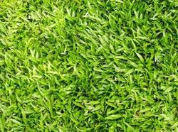 Rumput Sintetis Nggak Cuma buat Stadion tapi Juga Percantik Rumah, Ini Untung Ruginya