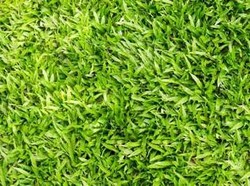 Rumput Sintetis Nggak Cuma buat Stadion tapi Juga Percantik Rumah, Ini Untung Ruginya