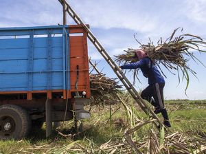 Kementan Targetkan Produksi Gula Nasional 2,74 Juta Ton
