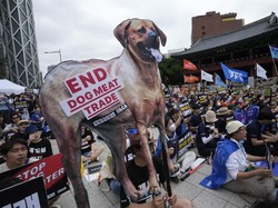 Korea Selatan Akan Haramkan Konsumsi Anjing
