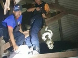 Lima Temuan Ular di Denpasar dan Hujan Berhari-hari karena Bayi Kembar 3