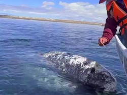 Saat Paus Datangi Pria untuk Minta Tolong