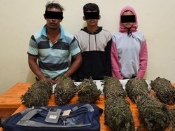 Kompak Jadi Pengedar Ganja, Pasutri di Lhokseumawe Ditangkap