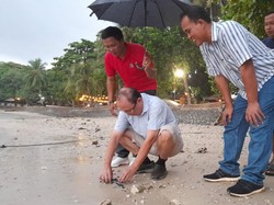 Yang Langka dari Pantai Carita, Jadi Tempat Pelepasan Tukik