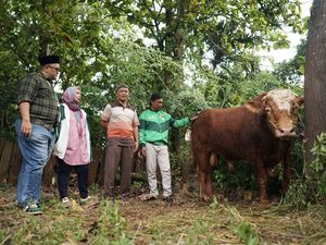 Penyaluran Sapi Kurban Satu Ton dan Ratusan Kambing ke 30 Kota